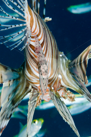 To use this stock image in your creative project, please select the size you need over to the right and click the "Add to Cart" button.
Your downloaded image will come with the Cutcaster watermark removed so don’t worry about the watermark you see on this page. An adult Common lionfish (Pterois miles) side view stock photo, An adult Common lionfish (Pterois miles) hunting amogst yellow-striped fusiliers, low angle rear view. Red Sea. Egypt. by Mark Doherty
