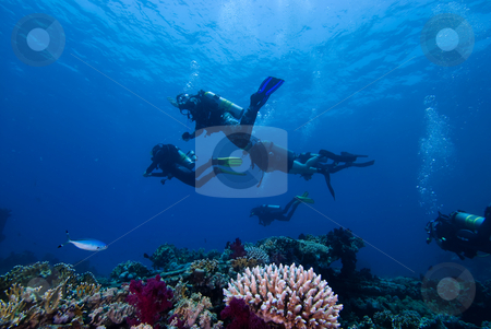 To use this stock image in your creative project, please select the size you need over to the right and click the "Add to Cart" button.
Your downloaded image will come with the Cutcaster watermark removed so don’t worry about the watermark you see on this page. Divers above a colorful tropical reef stock photo, Divers above a colorful tropical reef by Mark Doherty