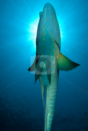 To use this stock image in your creative project, please select the size you need over to the right and click the "Add to Cart" button.
Your downloaded image will come with the Cutcaster watermark removed so don’t worry about the watermark you see on this page. Underneath view of an adult Napoleon wrasse (Cheilinus undulatus stock photo, Underneath view of an adult Napoleon wrasse (Cheilinus undulatus). Endangered, Red Sea, Egypt. by Mark Doherty