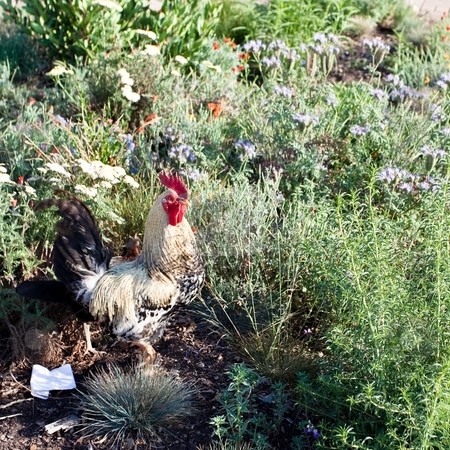 To use this stock image in your creative project, please select the size you need over to the right and click the "Add to Cart" button.
Your downloaded image will come with the Cutcaster watermark removed so don’t worry about the watermark you see on this page. Rooster stock photo, Rooster, also called a cock or chanticleer is a male chicken (Gallus gallus) by Mariusz Jurgielewicz