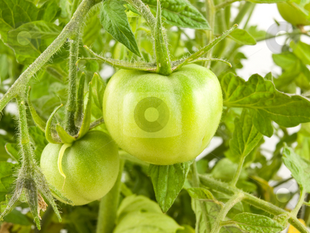 To use this stock image in your creative project, please select the size you need over to the right and click the "Add to Cart" button.
Your downloaded image will come with the Cutcaster watermark removed so don’t worry about the watermark you see on this page. Green Tomatoes stock photo, Little Green Tomatoes hanging from tomato plant by John Teeter