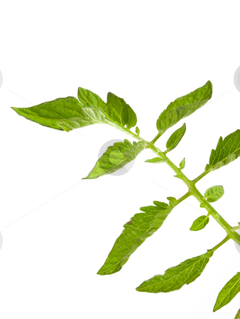 To use this stock image in your creative project, please select the size you need over to the right and click the "Add to Cart" button.
Your downloaded image will come with the Cutcaster watermark removed so don’t worry about the watermark you see on this page. Tomato Plant Leaves stock photo, Tomato Plant Leaves on a white background by John Teeter