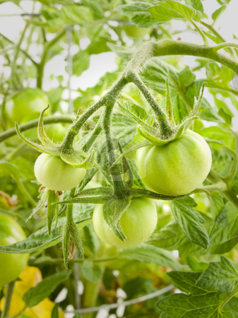 To use this stock image in your creative project, please select the size you need over to the right and click the "Add to Cart" button.
Your downloaded image will come with the Cutcaster watermark removed so don’t worry about the watermark you see on this page. Green Tomatoes stock photo, Little Green Tomatoes hanging from tomato plant by John Teeter