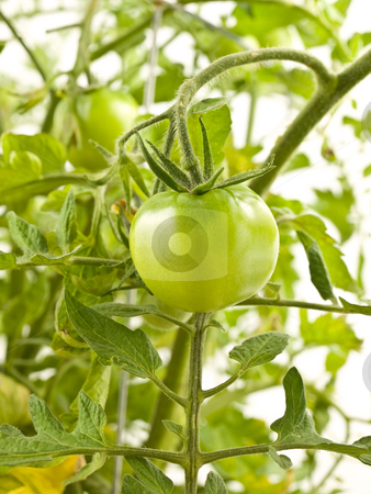 To use this stock image in your creative project, please select the size you need over to the right and click the "Add to Cart" button.
Your downloaded image will come with the Cutcaster watermark removed so don’t worry about the watermark you see on this page. Green Tomatoes stock photo, Little Green Tomatoes hanging from tomato plant by John Teeter