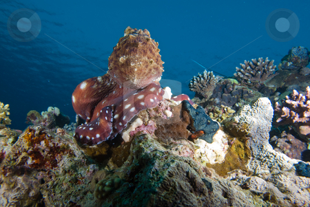 To use this stock image in your creative project, please select the size you need over to the right and click the "Add to Cart" button.
Your downloaded image will come with the Cutcaster watermark removed so don’t worry about the watermark you see on this page. Reef octopus (Octopus cyaneus) stock photo, Reef octopus (Octopus cyaneus) foraging on the coral reef in the early morning. Red Sea, Egypt by Mark Doherty