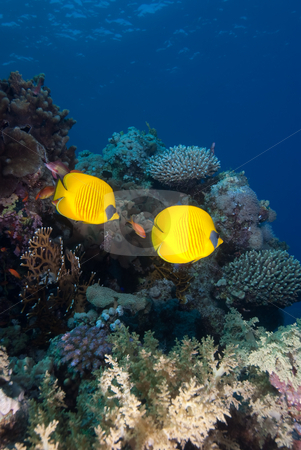 To use this stock image in your creative project, please select the size you need over to the right and click the "Add to Cart" button.
Your downloaded image will come with the Cutcaster watermark removed so don’t worry about the watermark you see on this page. A Pair of Masked butterflyfish (chaetodon semilarvatus) stock photo, A Pair of Masked butterflyfish (chaetodon semilarvatus) over a coral reef. Red Sea, Egypt. by Mark Doherty