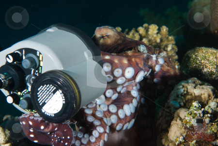 To use this stock image in your creative project, please select the size you need over to the right and click the "Add to Cart" button.
Your downloaded image will come with the Cutcaster watermark removed so don’t worry about the watermark you see on this page. The curious nature of a Reef octopus (Octopus cyaneus) stock photo, The curious nature of a Reef octopus (Octopus cyaneus) investigating an underwater strobe. Red Sea, Egypt. by Mark Doherty