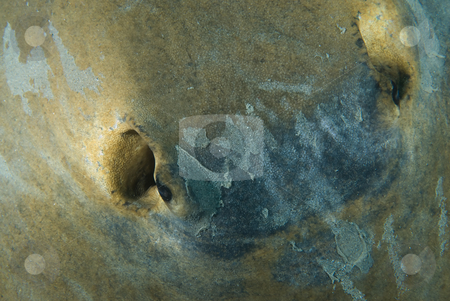 To use this stock image in your creative project, please select the size you need over to the right and click the "Add to Cart" button.
Your downloaded image will come with the Cutcaster watermark removed so don’t worry about the watermark you see on this page. High angle view of Feathertail stingray (Pastinachus sephen) stock photo, High angle view of Feathertail stingray (Pastinachus sephen)
Feathertail stingray (Pastinachus sephen).Red Sea, Egypt by Mark Doherty