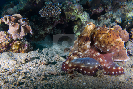 To use this stock image in your creative project, please select the size you need over to the right and click the "Add to Cart" button.
Your downloaded image will come with the Cutcaster watermark removed so don’t worry about the watermark you see on this page. Reef octopus (Octopus cyaneus) stock photo, Reef octopus (Octopus cyaneus) on the sandy ocean floor. Red Sea, Egypt. by Mark Doherty