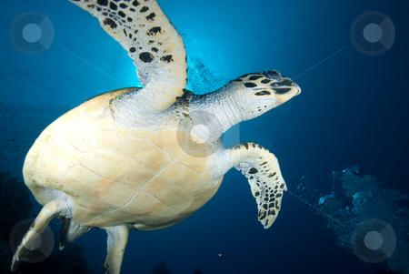 To use this stock image in your creative project, please select the size you need over to the right and click the "Add to Cart" button.
Your downloaded image will come with the Cutcaster watermark removed so don’t worry about the watermark you see on this page. Hawksbill turtle (eretmochelys imbricata) stock photo, Hawksbill turtle (eretmochelys imbricata), endangered, in the early morning. Red Sea, Egypt. by Mark Doherty