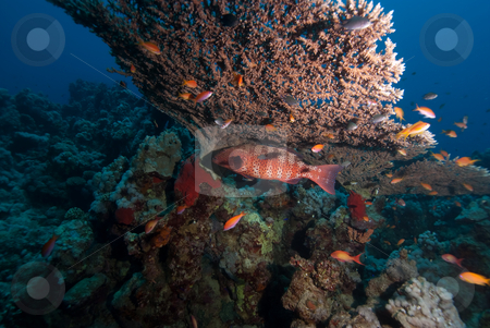 To use this stock image in your creative project, please select the size you need over to the right and click the "Add to Cart" button.
Your downloaded image will come with the Cutcaster watermark removed so don’t worry about the watermark you see on this page. Red Sea coral grouper (Plectropomus pessuliferus) stock photo, Red Sea coral grouper (Plectropomus pessuliferus) taking shelter underneath a table coral. Red Sea, Egypt. by Mark Doherty