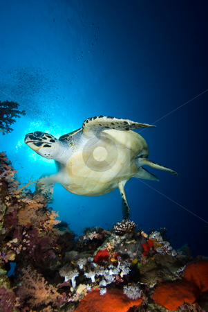 To use this stock image in your creative project, please select the size you need over to the right and click the "Add to Cart" button.
Your downloaded image will come with the Cutcaster watermark removed so don’t worry about the watermark you see on this page. Hawksbill turtle (eretmochelys imbricata) stock photo, Hawksbill turtle (eretmochelys imbricata), endangered, swimming over the coral reef in the early morning. Red Sea, Egypt. by Mark Doherty