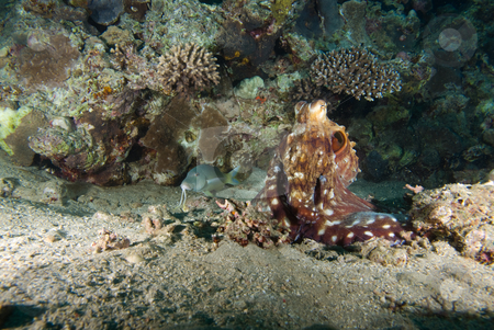 To use this stock image in your creative project, please select the size you need over to the right and click the "Add to Cart" button.
Your downloaded image will come with the Cutcaster watermark removed so don’t worry about the watermark you see on this page. Reef octopus (Octopus cyaneus) stock photo, Reef octopus (Octopus cyaneus) on the sandy ocean floor. Red Sea, Egypt. by Mark Doherty