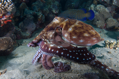To use this stock image in your creative project, please select the size you need over to the right and click the "Add to Cart" button.
Your downloaded image will come with the Cutcaster watermark removed so don’t worry about the watermark you see on this page. Reef octopus (Octopus cyaneus) stock photo, Reef octopus (Octopus cyaneus) on the sandy ocean floor. Red Sea, Egypt. by Mark Doherty