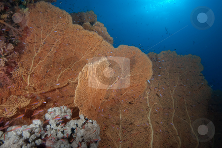 To use this stock image in your creative project, please select the size you need over to the right and click the "Add to Cart" button.
Your downloaded image will come with the Cutcaster watermark removed so don’t worry about the watermark you see on this page. A colony of healthy giant sea fan (annella mollis) stock photo, A colony of healthy giant sea fan (annella mollis), Red Sea, Egypt by Mark Doherty