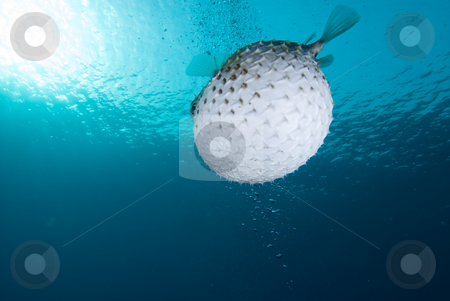 To use this stock image in your creative project, please select the size you need over to the right and click the "Add to Cart" button.
Your downloaded image will come with the Cutcaster watermark removed so don’t worry about the watermark you see on this page. A bloated Porcupinefish (Diodon hystrix) stock photo, A bloated Porcupinefish (Diodon hystrix), underside view. Red Sea, Egypt by Mark Doherty