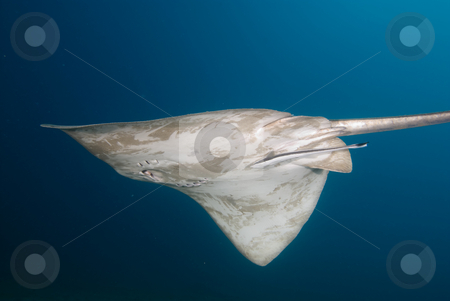 To use this stock image in your creative project, please select the size you need over to the right and click the "Add to Cart" button.
Your downloaded image will come with the Cutcaster watermark removed so don’t worry about the watermark you see on this page. Underside view of a Feathertail stingray (Pastinachus sephen) stock photo, Underside view of a Feathertail stingray (Pastinachus sephen) gliding in Mid-water.Red Sea, Egypt by Mark Doherty