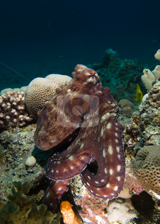 To use this stock image in your creative project, please select the size you need over to the right and click the "Add to Cart" button.
Your downloaded image will come with the Cutcaster watermark removed so don’t worry about the watermark you see on this page. Reef octopus (Octopus cyaneus) stock photo, Reef octopus (Octopus cyaneus) foraging on the coral reef in the early morning. Red Sea, Egypt by Mark Doherty