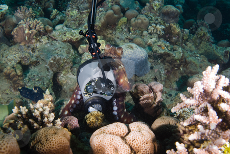 To use this stock image in your creative project, please select the size you need over to the right and click the "Add to Cart" button.
Your downloaded image will come with the Cutcaster watermark removed so don’t worry about the watermark you see on this page. The curious nature of a Reef octopus (Octopus cyaneus) stock photo, The curious nature of a Reef octopus (Octopus cyaneus) investigating an underwater strobe. Red Sea, Egypt. by Mark Doherty
