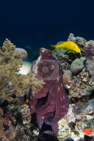 To use this stock image in your creative project, please select the size you need over to the right and click the "Add to Cart" button.
Your downloaded image will come with the Cutcaster watermark removed so don’t worry about the watermark you see on this page. Reef octopus (Octopus cyaneus) stock photo, Reef octopus (Octopus cyaneus) foraging on the coral reef in the early morning. Red Sea, Egypt by Mark Doherty
