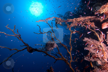 To use this stock image in your creative project, please select the size you need over to the right and click the "Add to Cart" button.
Your downloaded image will come with the Cutcaster watermark removed so don’t worry about the watermark you see on this page. A Common Lion fish sheltering in the remains of a diseased Fan C stock photo, A Common Lion fish sheltering in the remains of a diseased Fan Coral. Red Sea, Egypt. by Mark Doherty