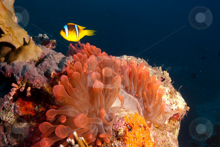 To use this stock image in your creative project, please select the size you need over to the right and click the "Add to Cart" button.
Your downloaded image will come with the Cutcaster watermark removed so don’t worry about the watermark you see on this page. Red Sea anemonefish (Amphiprion bicinctus) stock photo, Red Sea anemonefish (Amphiprion bicinctus) over its vibrant red bubble anemone. Red sea, Egypt. by Mark Doherty