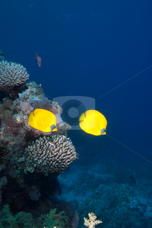 To use this stock image in your creative project, please select the size you need over to the right and click the "Add to Cart" button.
Your downloaded image will come with the Cutcaster watermark removed so don’t worry about the watermark you see on this page. A Pair of Masked butterflyfish (chaetodon semilarvatus) stock photo, A Pair of Masked butterflyfish (chaetodon semilarvatus) over a coral reef. Red Sea, Egypt. by Mark Doherty