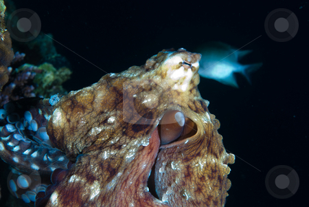 To use this stock image in your creative project, please select the size you need over to the right and click the "Add to Cart" button.
Your downloaded image will come with the Cutcaster watermark removed so don’t worry about the watermark you see on this page. Reef octopus (Octopus cyaneus) stock photo, Close up side view of Reef octopus (Octopus cyaneus). Red Sea, Egypt. by Mark Doherty