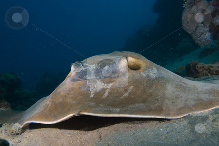 To use this stock image in your creative project, please select the size you need over to the right and click the "Add to Cart" button.
Your downloaded image will come with the Cutcaster watermark removed so don’t worry about the watermark you see on this page. Front view of Feathertail stingray (Pastinachus sephen) stock photo, Front view of Feathertail stingray (Pastinachus sephen) on a sandy ocean floor.Red Sea, Egypt by Mark Doherty