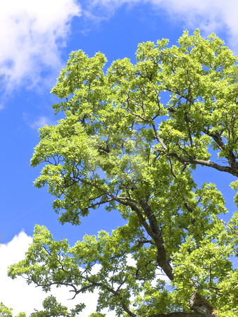 To use this stock image in your creative project, please select the size you need over to the right and click the "Add to Cart" button.
Your downloaded image will come with the Cutcaster watermark removed so don’t worry about the watermark you see on this page. Brunches stock photo, Old oak brunches against the blue sky by Sergej Razvodovskij