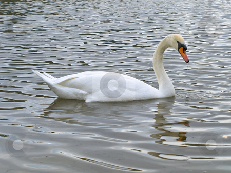To use this stock image in your creative project, please select the size you need over to the right and click the "Add to Cart" button.
Your downloaded image will come with the Cutcaster watermark removed so don’t worry about the watermark you see on this page. Swan stock photo, Single swan swimming at the ripple dark water by Sergej Razvodovskij