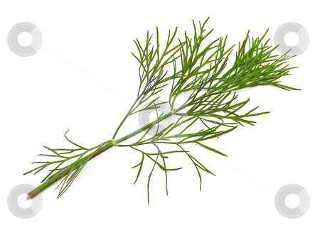 To use this stock image in your creative project, please select the size you need over to the right and click the "Add to Cart" button.
Your downloaded image will come with the Cutcaster watermark removed so don’t worry about the watermark you see on this page. Dill stock photo, The photo of the green dill at the white background by Sergej Razvodovskij