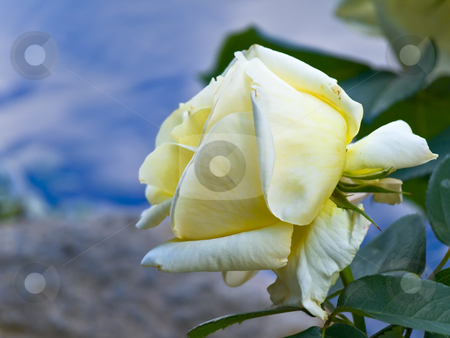 To use this stock image in your creative project, please select the size you need over to the right and click the "Add to Cart" button.
Your downloaded image will come with the Cutcaster watermark removed so don’t worry about the watermark you see on this page. Rose stock photo, Yellow rose against the blue sky by Sergej Razvodovskij