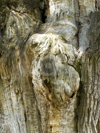 To use this stock image in your creative project, please select the size you need over to the right and click the "Add to Cart" button.
Your downloaded image will come with the Cutcaster watermark removed so don’t worry about the watermark you see on this page. Trunk stock photo, Photo of the old wood trunk by Sergej Razvodovskij