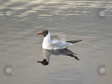 To use this stock image in your creative project, please select the size you need over to the right and click the "Add to Cart" button.
Your downloaded image will come with the Cutcaster watermark removed so don’t worry about the watermark you see on this page. Gull stock photo, Single gull swimming at the water by Sergej Razvodovskij
