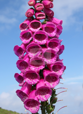 To use this stock image in your creative project, please select the size you need over to the right and click the "Add to Cart" button.
Your downloaded image will come with the Cutcaster watermark removed so don’t worry about the watermark you see on this page. Wild foxglove (digitalis purpurea), Isles of Scilly, UK stock photo, Wild foxglove (digitalis purpurea), Isles of Scilly, UK by Stephen Rees