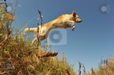 To use this stock image in your creative project, please select the size you need over to the right and click the "Add to Cart" button.
Your downloaded image will come with the Cutcaster watermark removed so don’t worry about the watermark you see on this page. Jumping dog stock photo, Jumping purebred golden retriever on a blue sky by Bonzami Emmanuelle