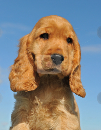To use this stock image in your creative project, please select the size you need over to the right and click the "Add to Cart" button.
Your downloaded image will come with the Cutcaster watermark removed so don’t worry about the watermark you see on this page. Puppy cocker spaniel stock photo, Portrait of a young puppy purebred english cocker by Bonzami Emmanuelle