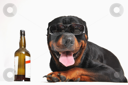 To use this stock image in your creative project, please select the size you need over to the right and click the "Add to Cart" button.
Your downloaded image will come with the Cutcaster watermark removed so don’t worry about the watermark you see on this page. Rottweiler, alcohol and sunglasses stock photo, Portrait of a purebred rottweiler with sunglasses and bottle of alcohol. focus on the dog by Bonzami Emmanuelle