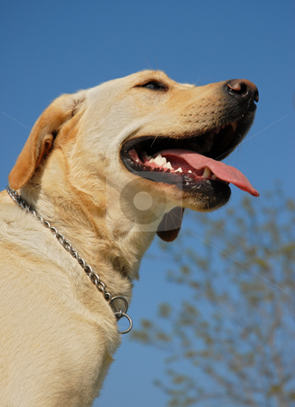 To use this stock image in your creative project, please select the size you need over to the right and click the "Add to Cart" button.
Your downloaded image will come with the Cutcaster watermark removed so don’t worry about the watermark you see on this page. Labrador retriever stock photo, Portrait of a young female purebred labrador retriever by Bonzami Emmanuelle