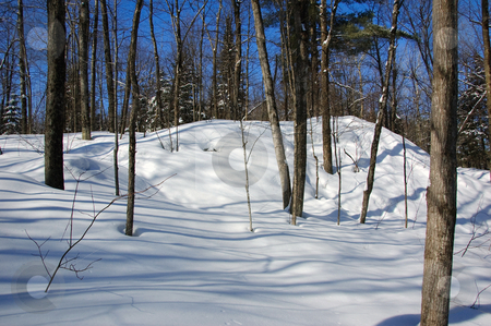 To use this stock image in your creative project, please select the size you need over to the right and click the "Add to Cart" button.
Your downloaded image will come with the Cutcaster watermark removed so don’t worry about the watermark you see on this page. Winter Forest stock photo, View of a northern forest in Winter by Alain Turgeon