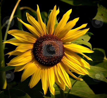 To use this stock image in your creative project, please select the size you need over to the right and click the "Add to Cart" button.
Your downloaded image will come with the Cutcaster watermark removed so don’t worry about the watermark you see on this page. Detail of sunflower stock photo, Detail of a yellow sunflower with green blured leaves background by Juraj Kovacik