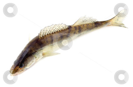 To use this stock image in your creative project, please select the size you need over to the right and click the "Add to Cart" button.
Your downloaded image will come with the Cutcaster watermark removed so don’t worry about the watermark you see on this page. Raw fish stock photo, Raw fish isolated on white background by Vladyslav Danilin