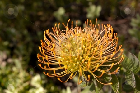 To use this stock image in your creative project, please select the size you need over to the right and click the "Add to Cart" button.
Your downloaded image will come with the Cutcaster watermark removed so don’t worry about the watermark you see on this page. Pincushion Protea stock photo, Red Pincushion Protea (Leucospermum cordifolium) belongs to the protea family and is indigenous to South Africa. by Mariusz Jurgielewicz