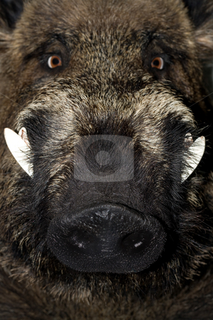 To use this stock image in your creative project, please select the size you need over to the right and click the "Add to Cart" button.
Your downloaded image will come with the Cutcaster watermark removed so don’t worry about the watermark you see on this page. Wild boar stock photo, Head of a wild boar , close up . by Vladyslav Danilin