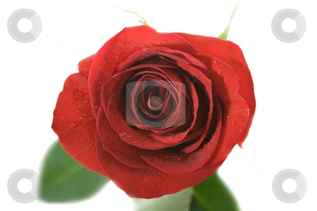 To use this stock image in your creative project, please select the size you need over to the right and click the "Add to Cart" button.
Your downloaded image will come with the Cutcaster watermark removed so don’t worry about the watermark you see on this page. Red rose stock photo, A Single red rose,close-up .Isolated On white background. by Vladyslav Danilin