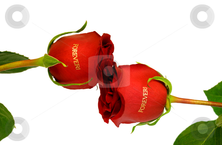To use this stock image in your creative project, please select the size you need over to the right and click the "Add to Cart" button.
Your downloaded image will come with the Cutcaster watermark removed so don’t worry about the watermark you see on this page. Red roses forever stock photo, Kiss red roses