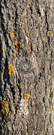 To use this stock image in your creative project, please select the size you need over to the right and click the "Add to Cart" button.
Your downloaded image will come with the Cutcaster watermark removed so don’t worry about the watermark you see on this page. Fungus on old tree stock photo, Tree bark background by Vladyslav Danilin