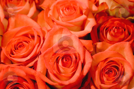To use this stock image in your creative project, please select the size you need over to the right and click the "Add to Cart" button.
Your downloaded image will come with the Cutcaster watermark removed so don’t worry about the watermark you see on this page. Pink rose stock photo, Beautiful background made of pink roses by Vladyslav Danilin