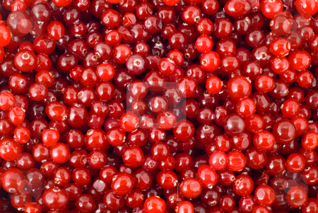 To use this stock image in your creative project, please select the size you need over to the right and click the "Add to Cart" button.
Your downloaded image will come with the Cutcaster watermark removed so don’t worry about the watermark you see on this page. Cranberry berry stock photo, Cranberry berry nature background by Vladyslav Danilin
